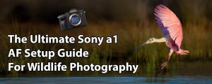 Sony A1 AF Setup Guide