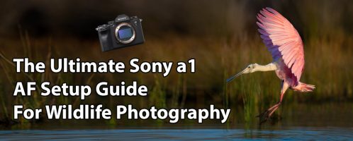 Sony A1 AF Setup Guide