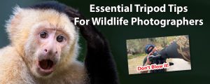 Essential Tripod Tips For Wildlife Photographers