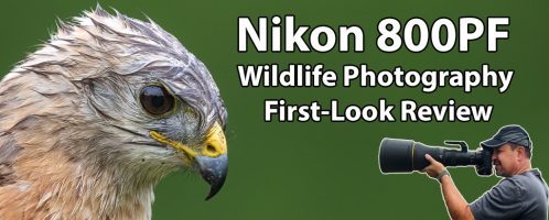 Nikon 800 PF Review For Wildlife Photographers