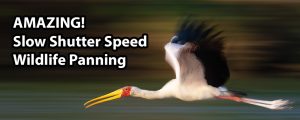 AMAZING: Slow Shutter Speed Wildlife Panning