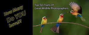 Top Ten Traits Of Great Wildlife Photographers