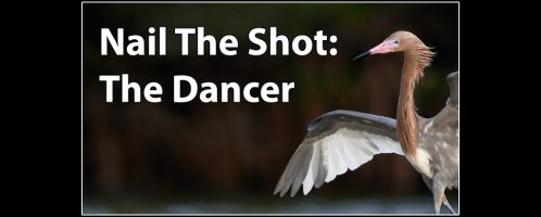 Nail The Shot: Dancing Reddish Egret