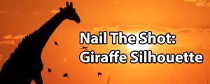 Nail The Shot: Giraffe Silhouette