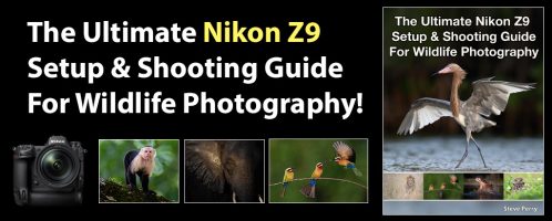 The Ultimate Nikon Z9 Setup And Usage Guide For Wildlife Photography