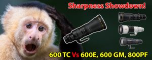 Sharpness Showdown! Nikon 600mm TC Vs. Nikon 800 PF, Sony 600 GM, and Nikon 600 F/4 E!