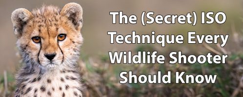 The (Secret) ISO Technique Every Wildlife Shooter Should Know