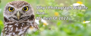 Why I Photograph Wildlife + My Best Photos Of 2022