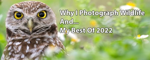 Why I Photograph Wildlife + My Best Photos Of 2022