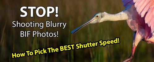 Shutter Speeds For TACK SHARP Bird-In Flight Photos!