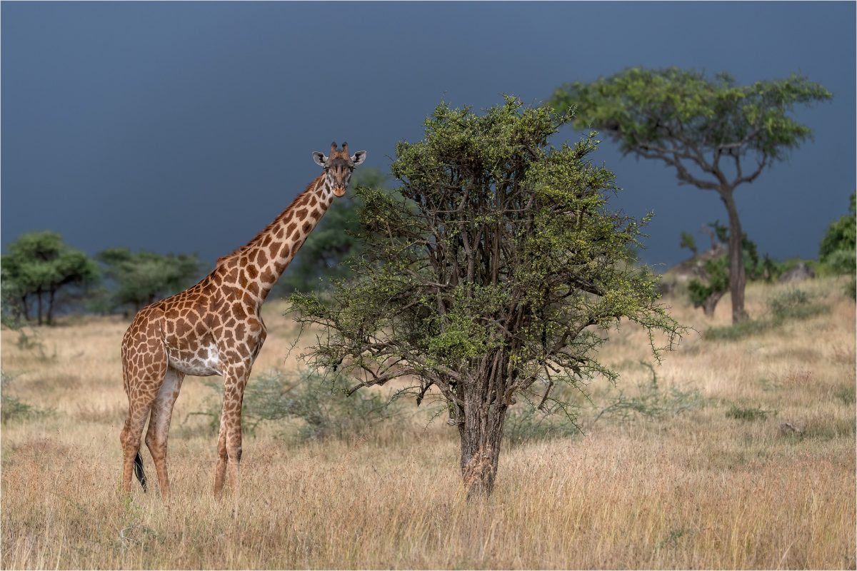 Legendary Serengeti Mobile Camp & Wildlife Gallery