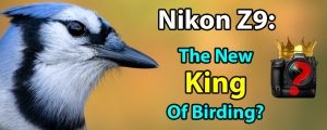 Nikon Z9 With 4.1 Firmware: The New King Of Birding?