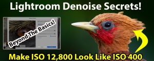 Make ISO 12,800 Look Like ISO 400: A Lightroom Denoise Master Class