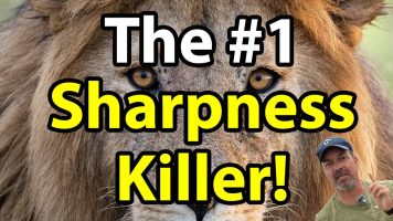 The #1 Sharpness Killer For Wildlife Shooters