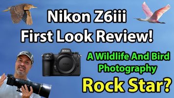 Nikon Z6iii First Look Review For Wildlife And Bird Photographers