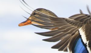 mallard-female-2-5-2022-1-19-24-AM-1634x945