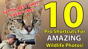 TOP 10 Wildlife Photography Shortcuts Pros Use For Amazing Photos