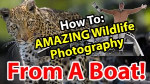 Pro Tips: Wildlife Photography From A Boat