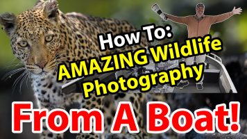 Pro Tips: Wildlife Photography From A Boat