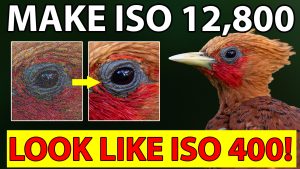Make ISO 12,800 Look Like ISO 400! Lightroom Workflow 2026