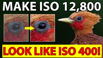 Make ISO 12,800 Look Like ISO 400! Lightroom Workflow 2026