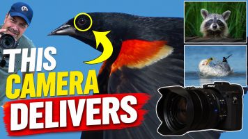 Sony RX10 V Review for Wildlife Photographers