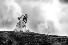 Lioness raor in BW