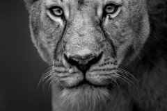 Lioness headshot