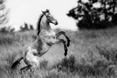 Wild horse colt with front legs up in the air