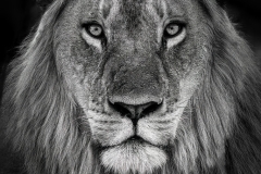 Lion staring you down