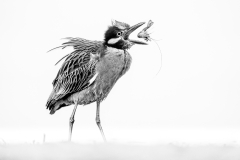 Yellow crowned night heron tossing a shrimp