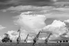 BW giraffes with clouds