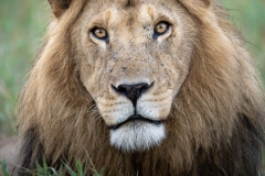Lion headshot with slight head tilt