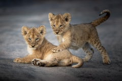 Lion cubs hanging out