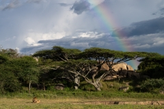 Lion and a rainbow