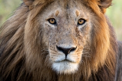lion headshot with an intense stare