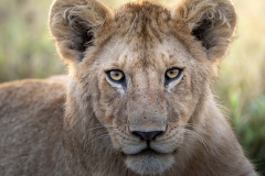 Young lion stare down