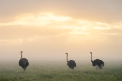 Ostritchsas the fog breaks