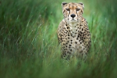 Cheetah in the rain