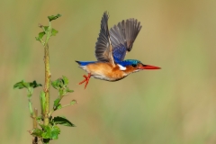 Malachite Kingfisher taking off wings up