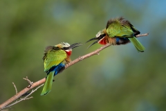 Little bee eaters yelling at each other