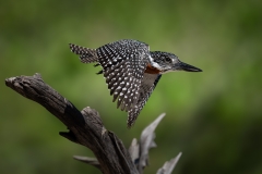 Giant Kingfisher, taking off