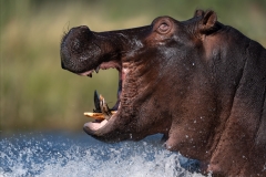 Angry, hippo, head, shots, splashing in water