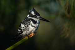 Pied kingfisher, against a beautiful background