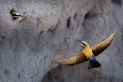 Little bee eater coming home
