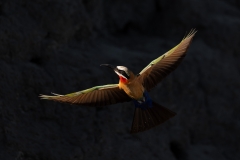 little bee eater and fight with a dark background