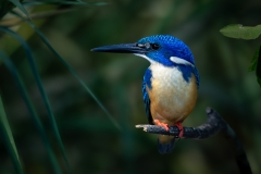 Half collard Kingfisher perching on a branch