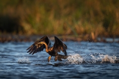 African darter running across the water taking flight
