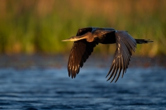 African darter running across the water taking flight flying in the early morning light