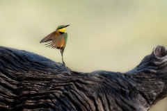 Little bee eater, switching directions midflight